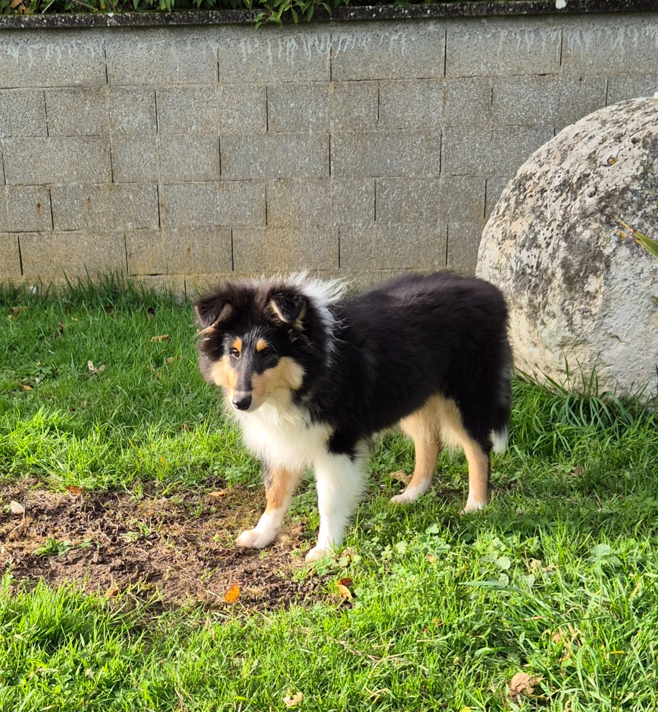 AUDACIEUSE black Du Chai De Boisse