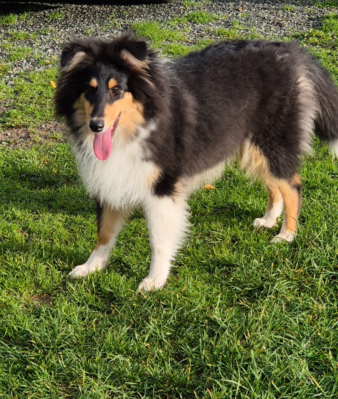 AUDACIEUSE black Du Chai De Boisse