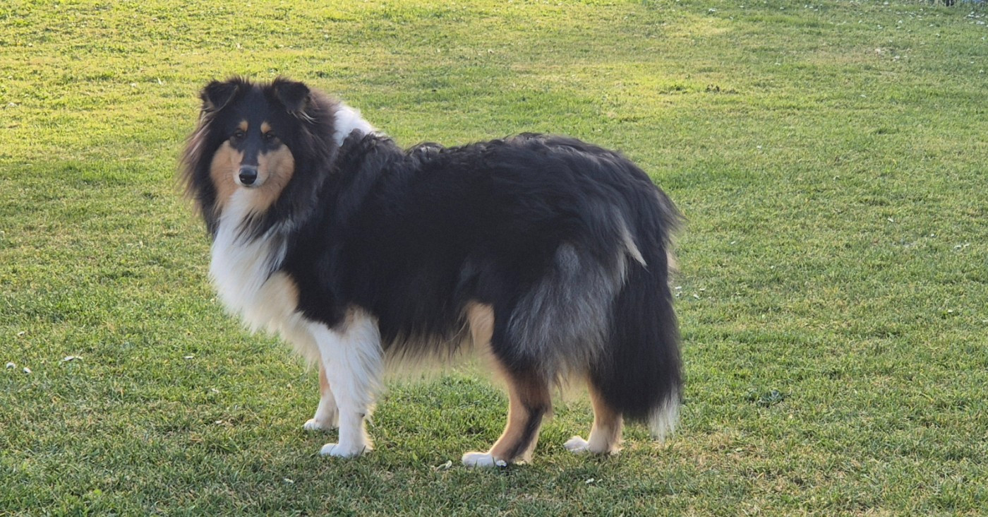 AUDACIEUSE black Du Chai De Boisse