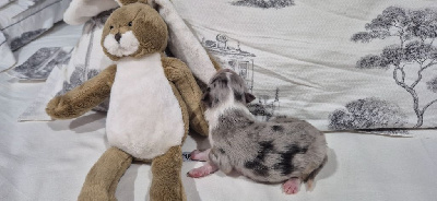 CHIOT 4     .Aelys