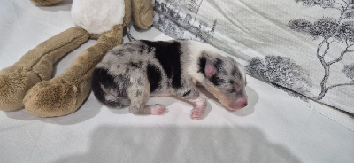 CHIOT 2  .Aston Martin