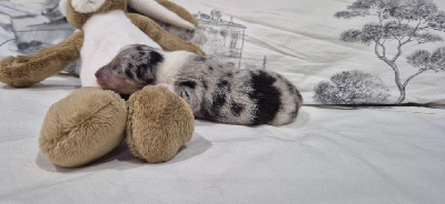 CHIOT 1  Amadeus Mozart