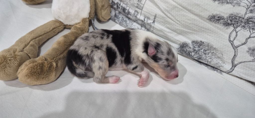 Du Chai De Boisse - Chiots disponibles - Colley à poil long